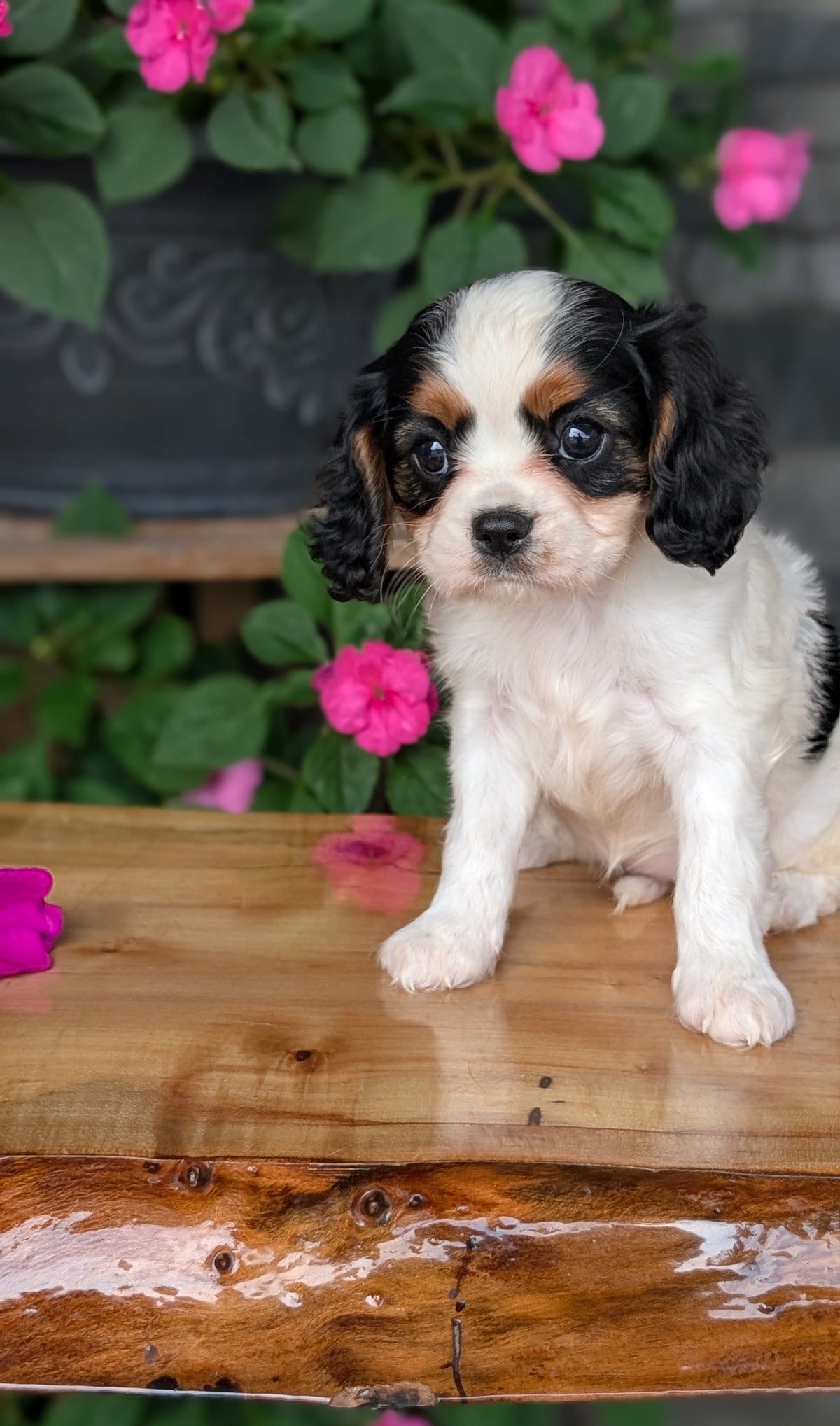CAVALIER (JUL 29) 3 FEMALES