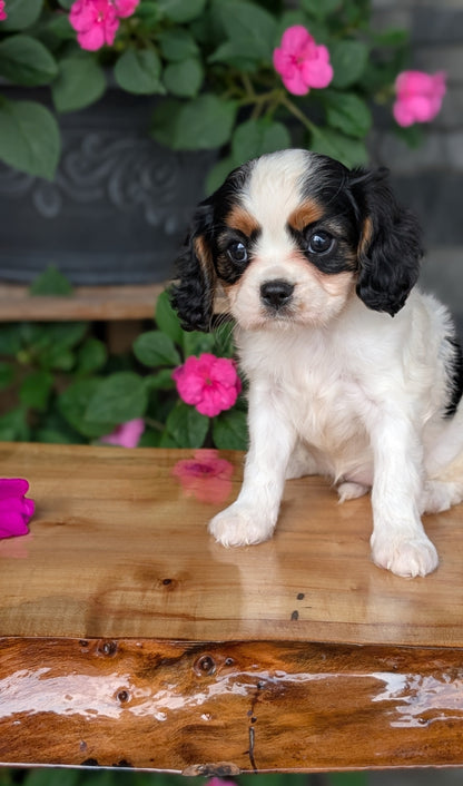 CAVALIER (JUL 29) 3 FEMALES
