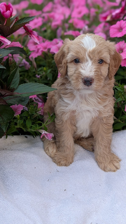 MINI AUSSIEDOODLE (06/21) MALE