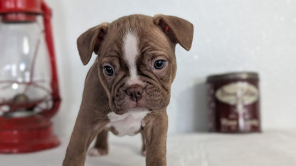 FRENCHTON (NOV 15) FEMALES