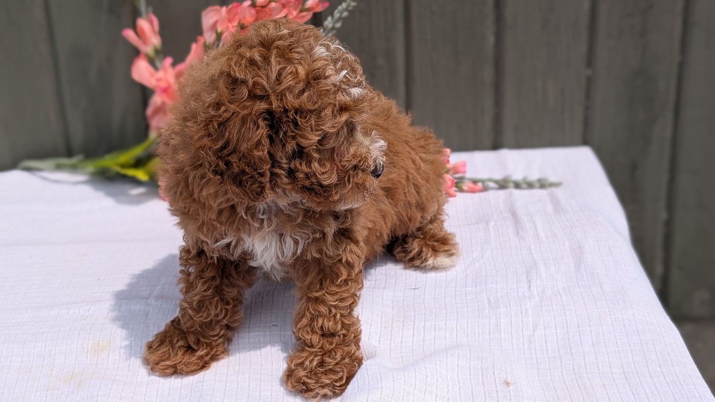 MINI POODLE (JUN 05) FEMALE