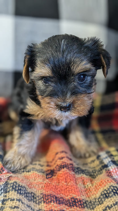 YORKSHIRE TERRIER (09/28) MALE