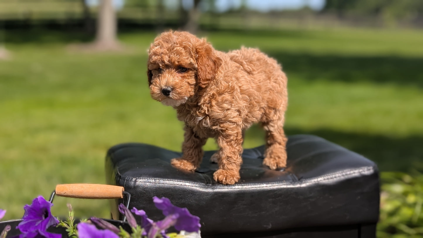 MINI POODLE (APR 03) FEMALES