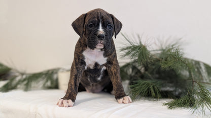 BOXER (DEC 04) MALES