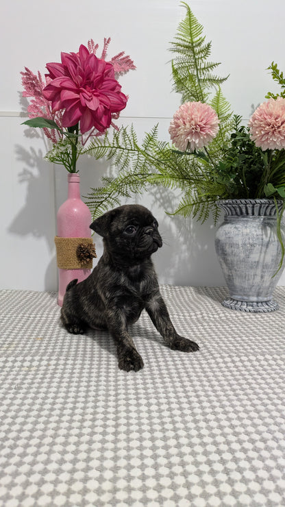 PUG (02/04) FEMALE