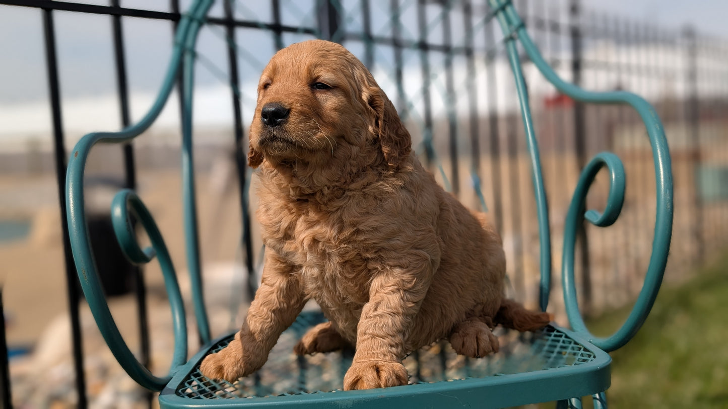 GOLDEN RETRIEVER (FEB 04) FEMALES