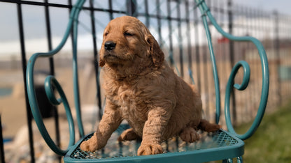 GOLDEN RETRIEVER (FEB 04) FEMALES