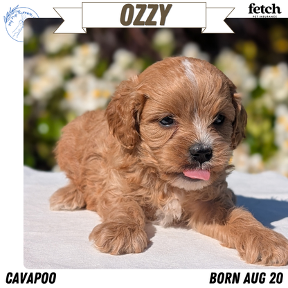 CAVAPOO (AUG 20) 2 MALES/1 FEMALE