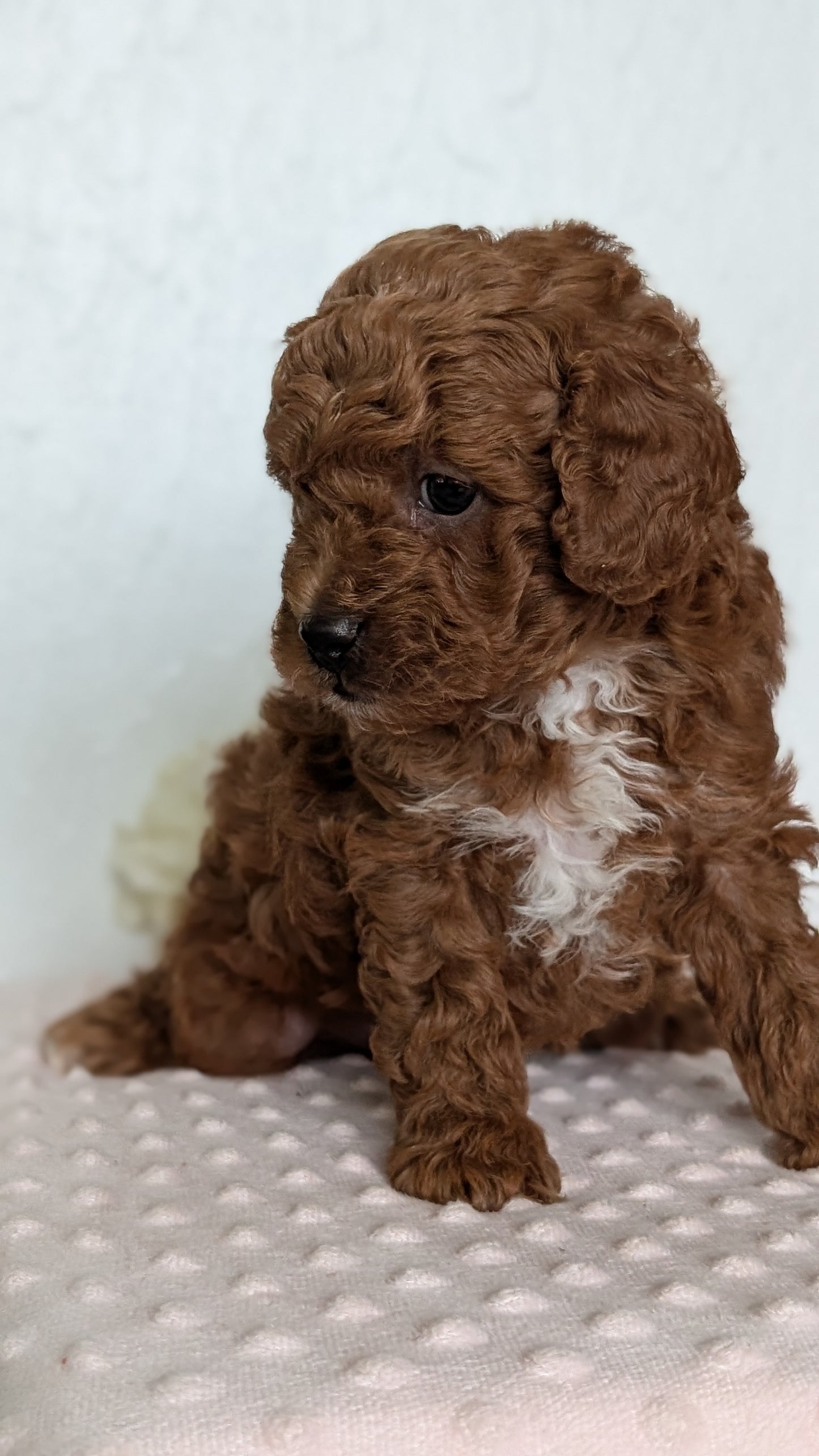 CAVAPOO (APR 12) MALE