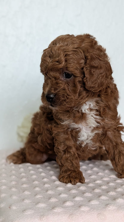 CAVAPOO (APR 12) MALE