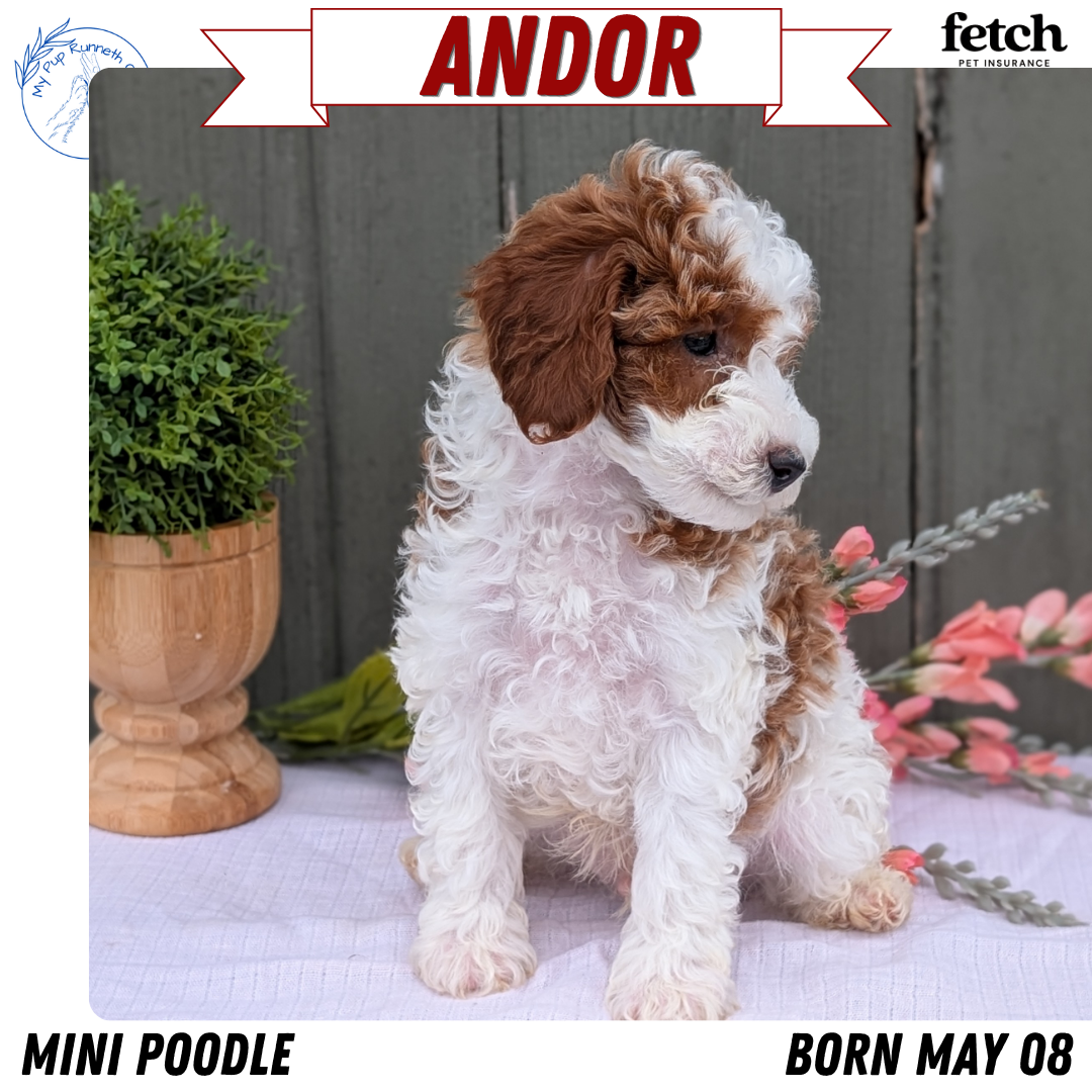 MINI POODLE (MAY 08) MALES
