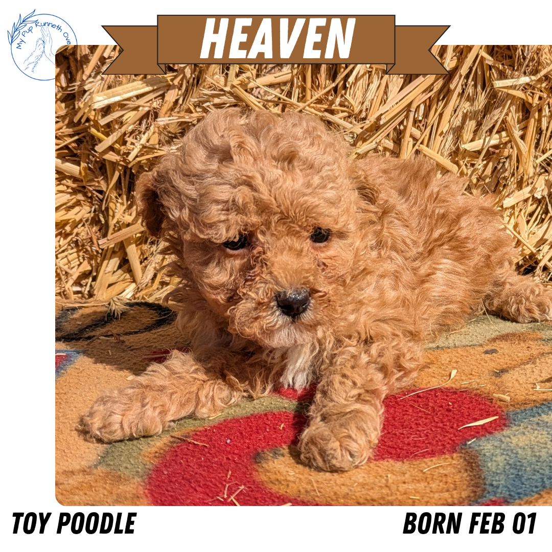 TOY POODLE (02/01) FEMALE