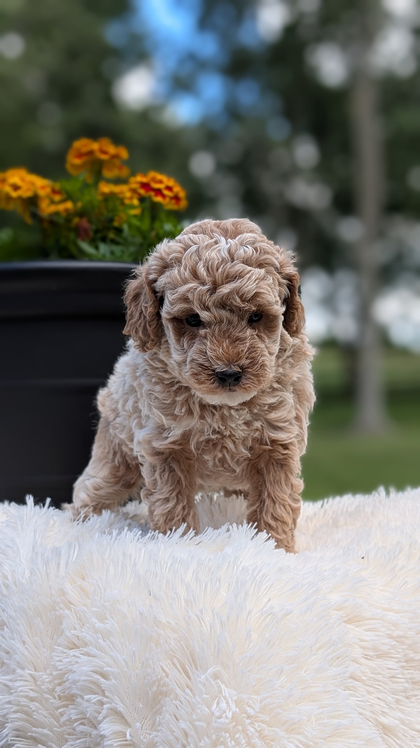 MINI POODLE (MAY 12) MALES