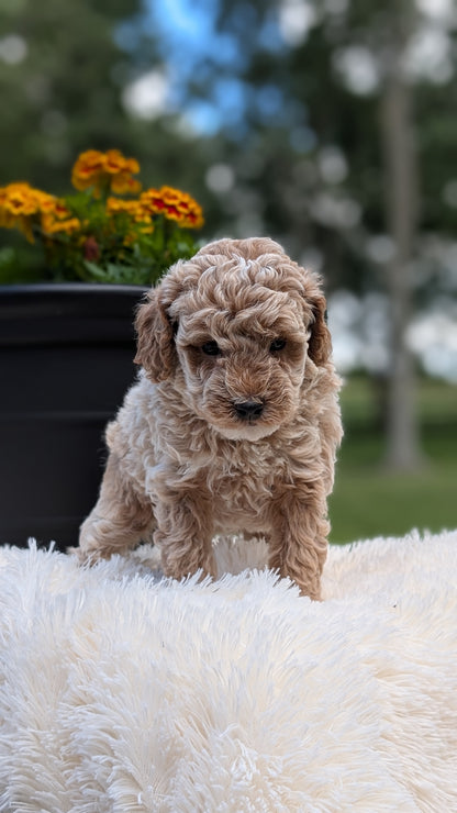 MINI POODLE (MAY 12) MALES