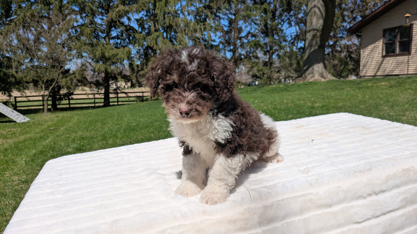 MINI BERNEDOODLE (02/09) MALE