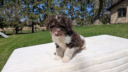 MINI BERNEDOODLE (02/09) MALE