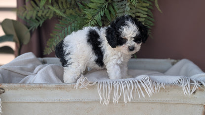 COCKAPOO (MAY 22) FEMALES