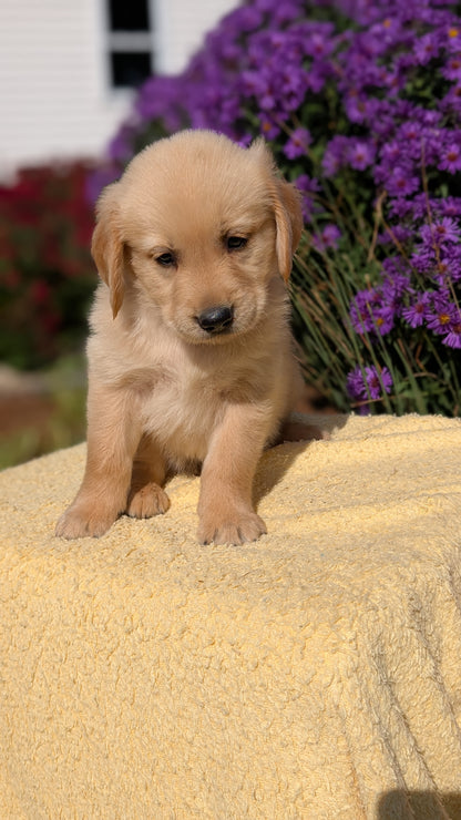 GOLDEN RETRIEVER (08/14) MALE