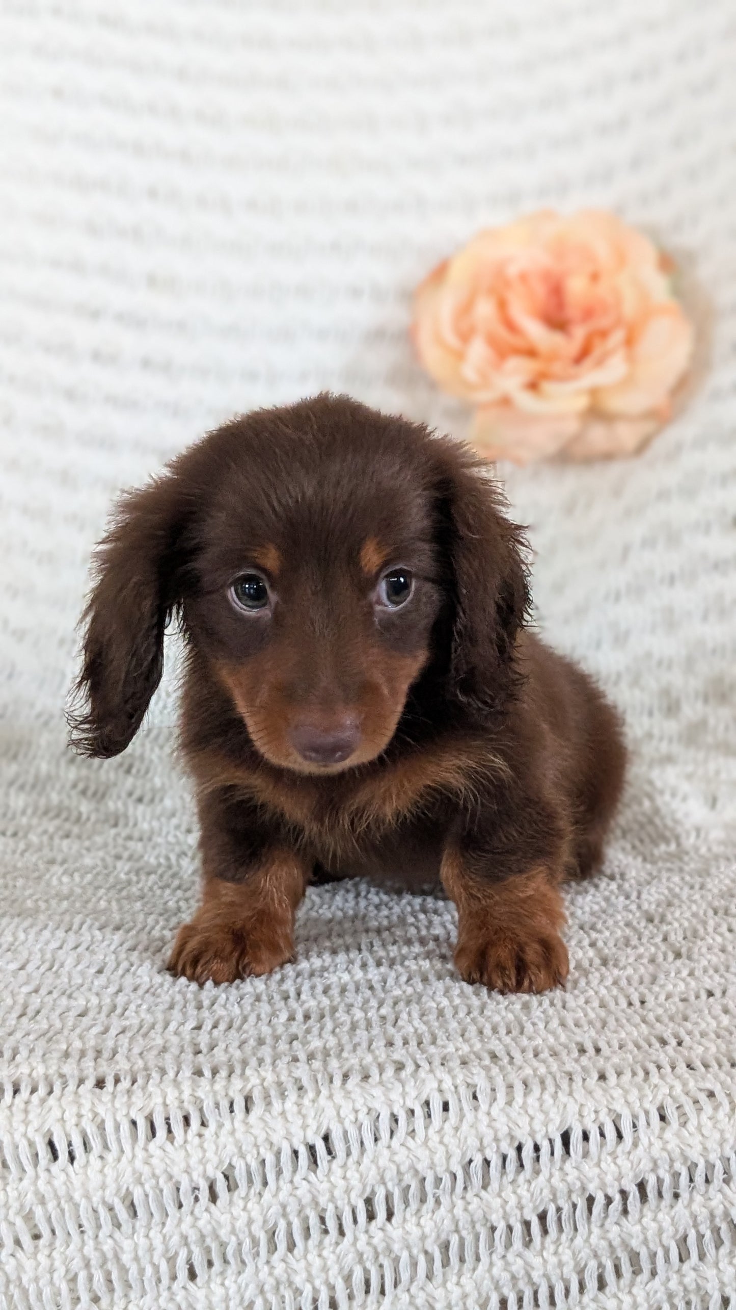 MINI DACHSHUND (MAY 13) MALE