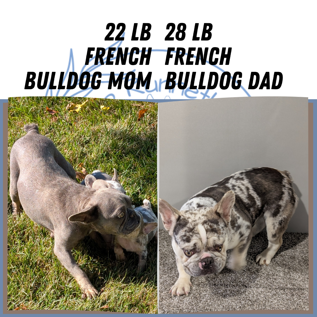 FRENCH BULLDOG (07/29) MALE