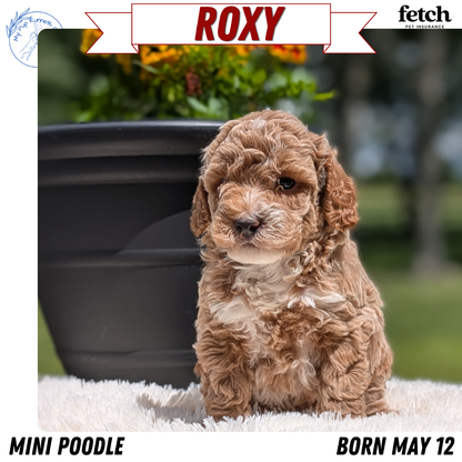 MINI POODLE (MAY 12) FEMALES