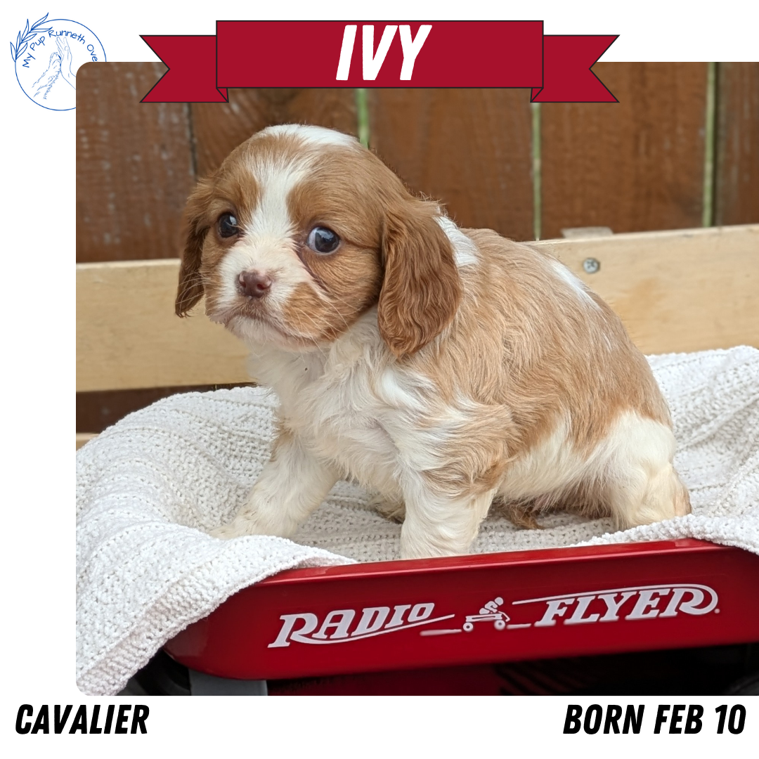 CAVALIER (02/10) FEMALE