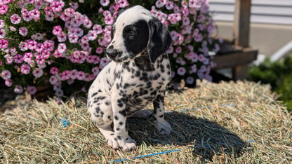 DALMATIAN (JUN 29) FEMALES