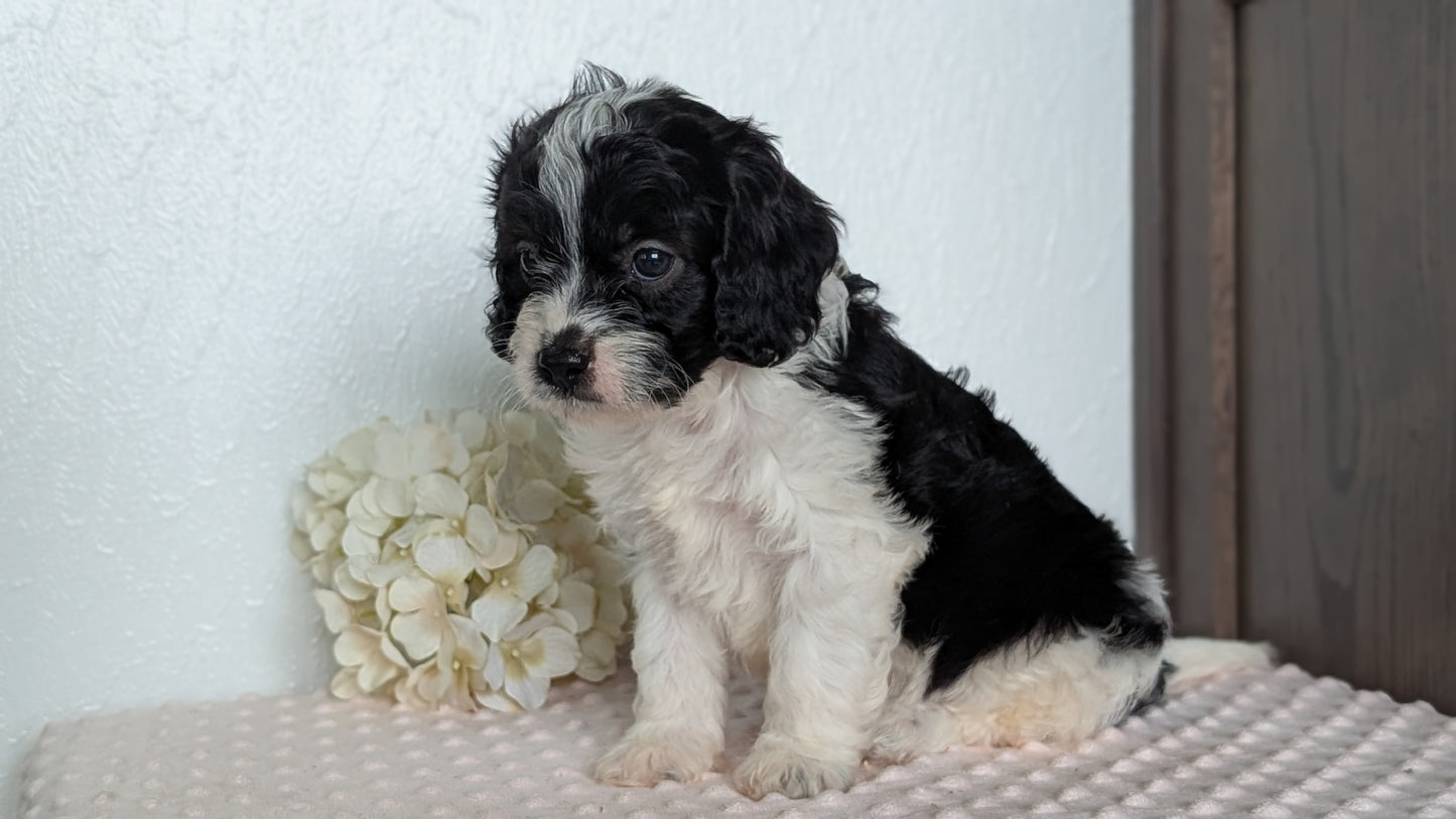 CAVAPOO (APR 02) MALES