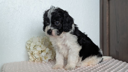 CAVAPOO (APR 02) MALES