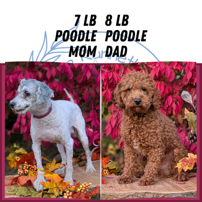 TOY POODLE (09/10) MALE