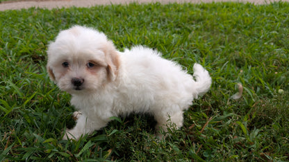 TEDDY BEAR (06/29) FEMALE