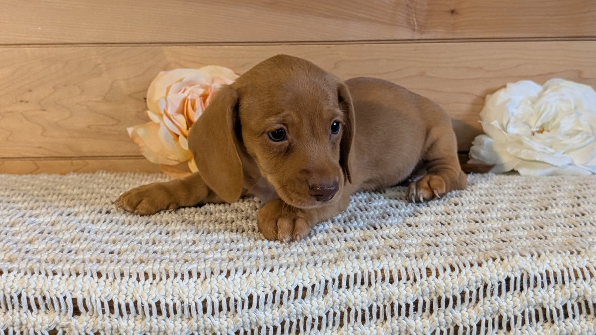 MINI DACHSHUND (JUL 30) 4 MALES/1 FEMALE