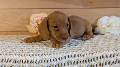 MINI DACHSHUND (JUL 30) 4 MALES/1 FEMALE