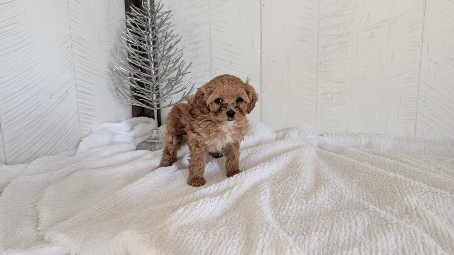 CAVAPOO (NOV 08) FEMALE