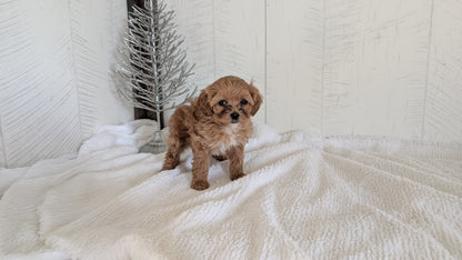CAVAPOO (NOV 08) FEMALE
