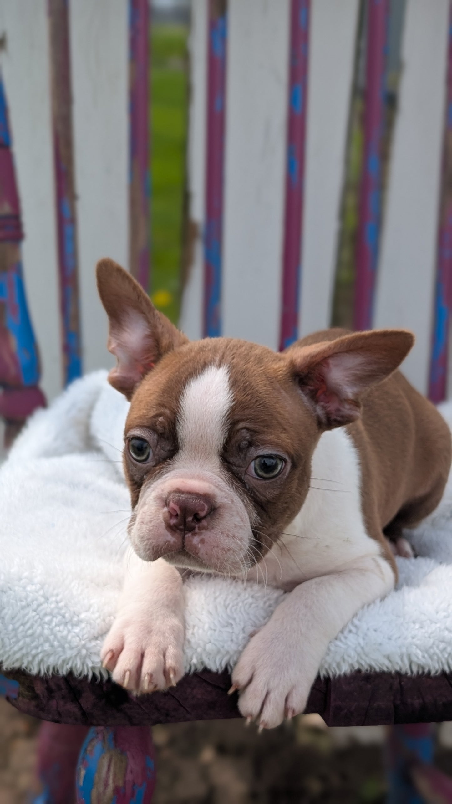 BOSTON TERRIER (FEB 09) MALES