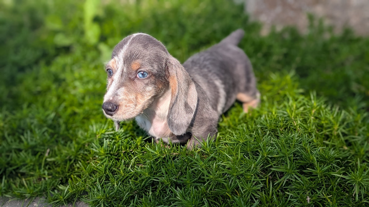 MINI DACHSHUND (JUN 04) FEMALES