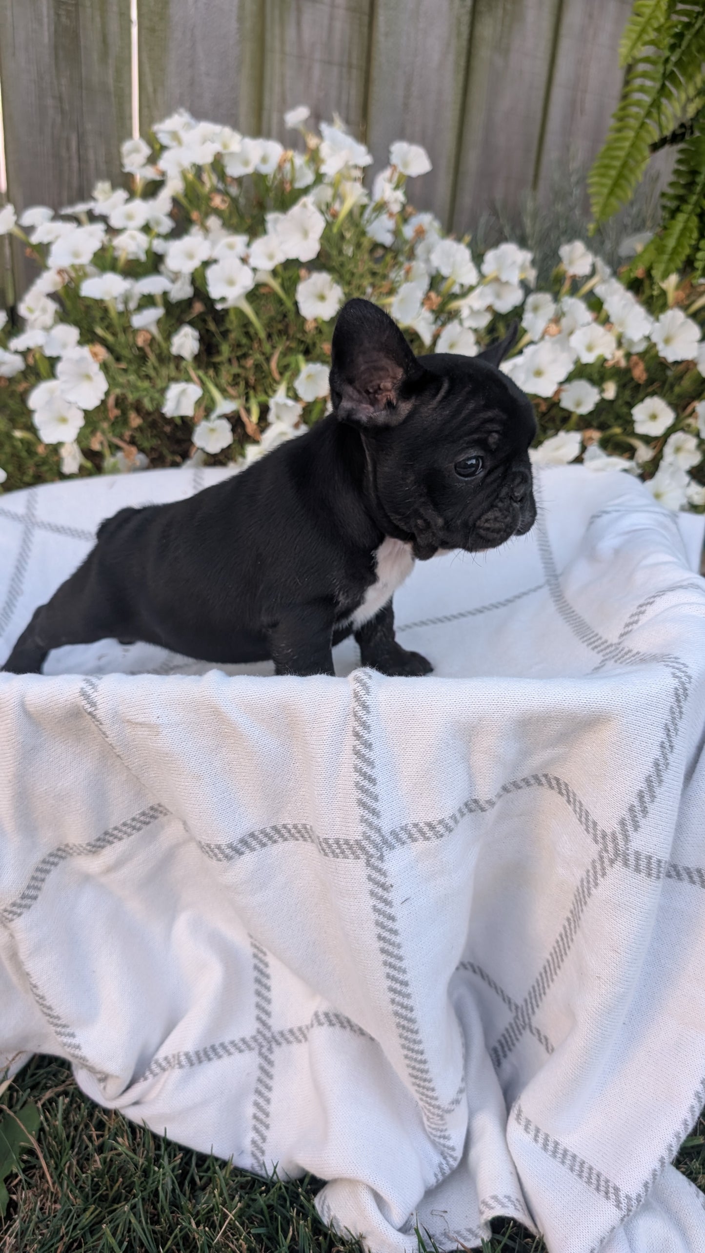 FRENCH BULLDOG (07/15) MALE