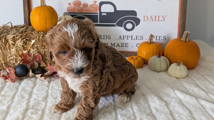 MINI GOLDENDOODLE (09/21) MALE