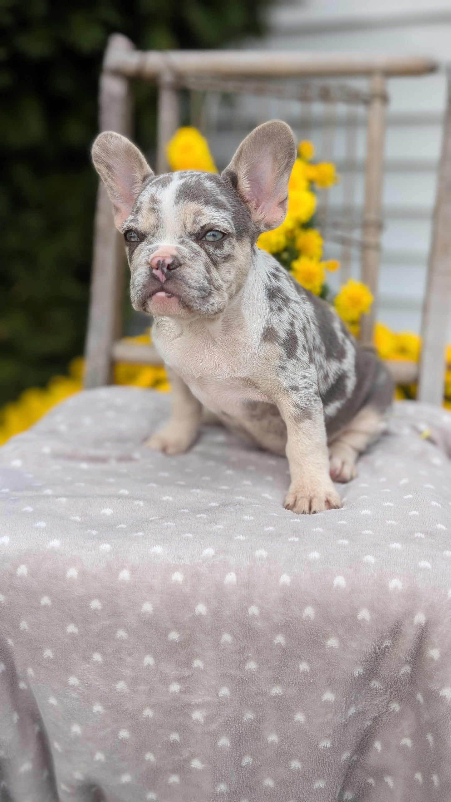 FRENCH BULLDOG (07/29) MALE