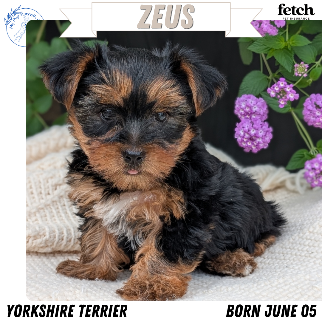 YORKSHIRE TERRIER (JUN 05) MALE