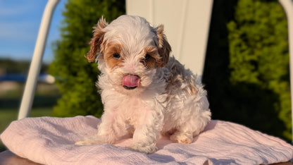 CAVAPOO (MAY 09) FEMALE