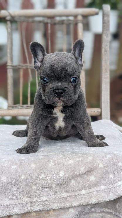 FRENCH BULLDOG (05/20) MALE