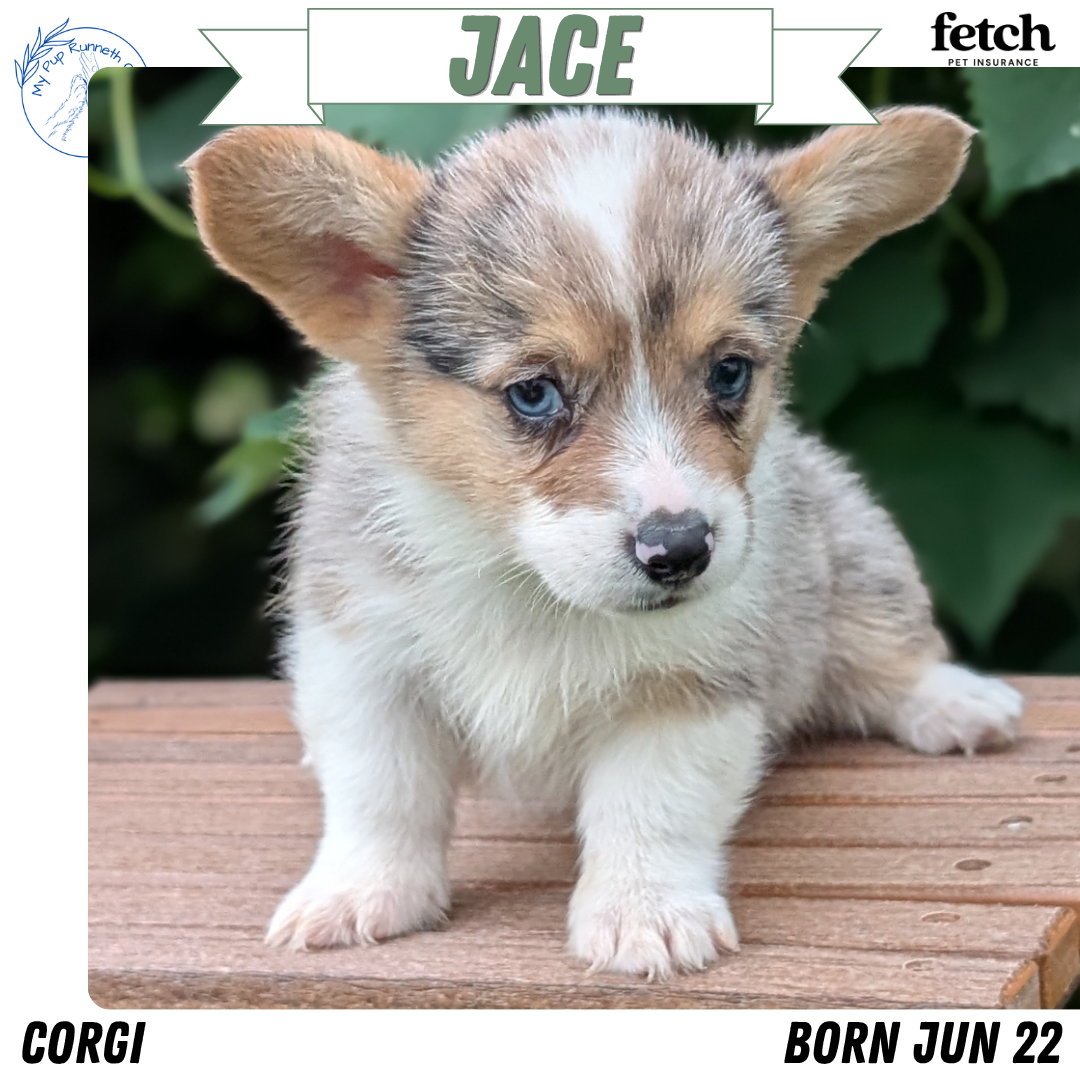 CORGI (JUN 22) MALES