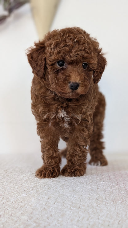TOY POODLE (DEC 03) FEMALE