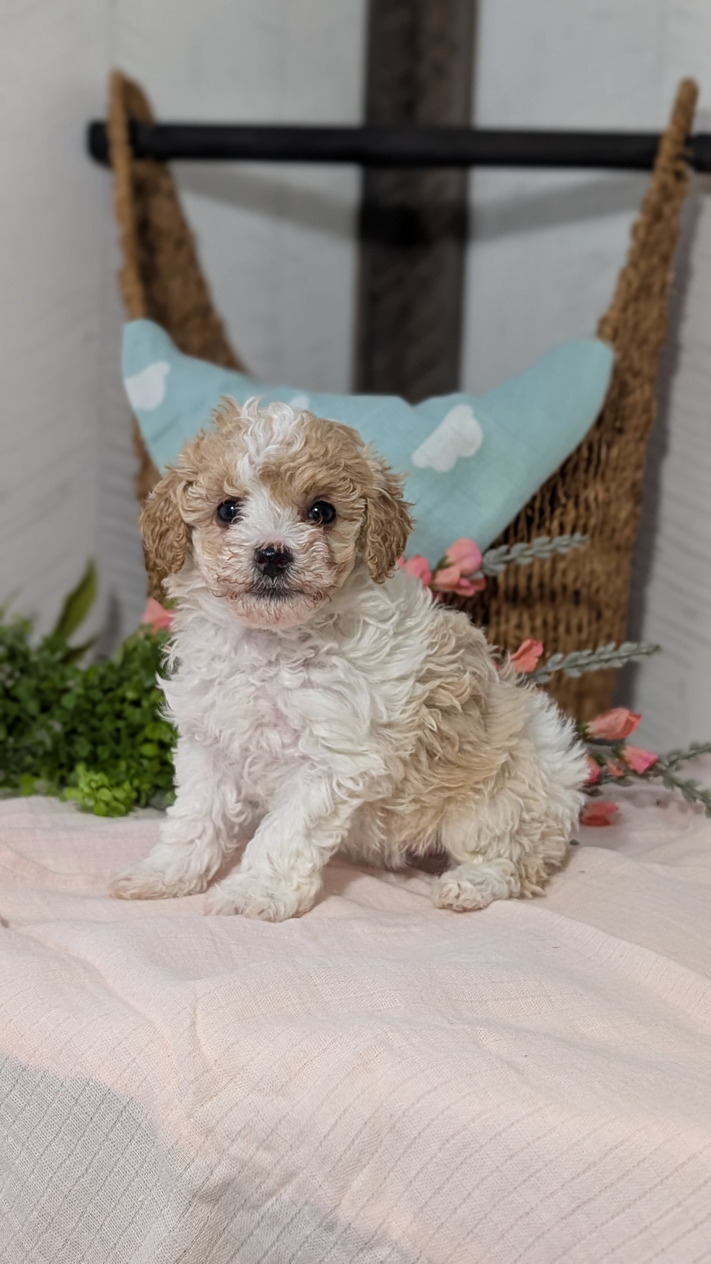 MINI POODLE (DEC 04) FEMALE