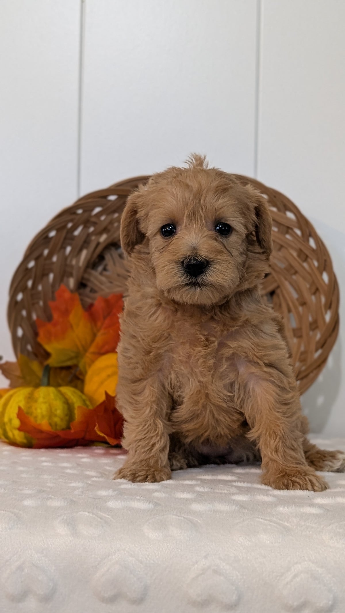 SCHNOODLE (SEP 03) 4 FEMALES/3 MALES