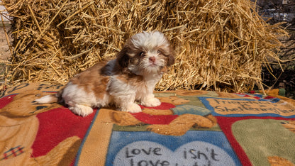 SHIH TZU (01/23) FEMALE