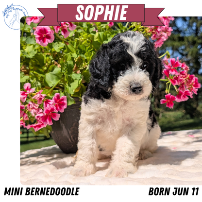 MINI BERNEDOODLE (06/11) FEMALE