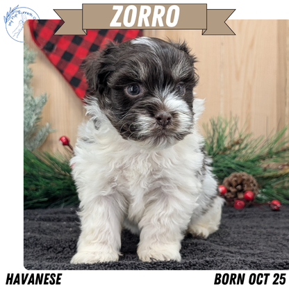 HAVANESE (OCT 25) MALES